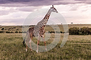 Giraffe in Masai Mara National Reserve, Ken