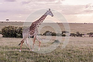 Giraffe in Masai Mara National Reserve, Ken