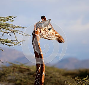 Giraffe in masai mara reserve