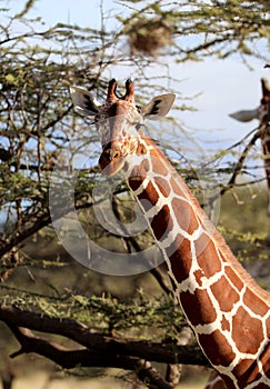 Giraffe in masai mara reserve