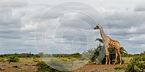 Giraffe  in Mashatu Game Reserve i
