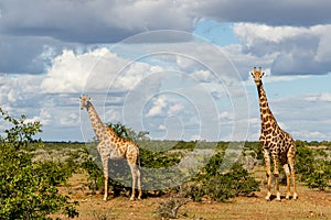 Giraffe in Mashatu Game Reserve in the Tuli Block in Botswana