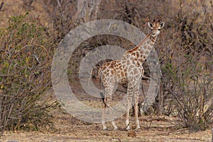 Giraffe in Mashatu Game Reserve in the Tuli Block in Botswana