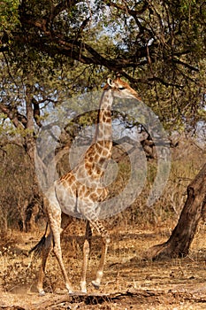 Giraffe in Mashatu Game Reserve in the Tuli Block in Botswana