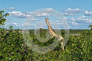 Giraffe in Mashatu Game Reserve in the Tuli Block in Botswana