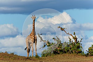 Giraffe in Mashatu Game Reserve in the Tuli Block in Botswana