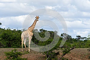 Giraffe in Mashatu Game Reserve in the Tuli Block in Botswana