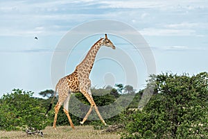 Giraffe in Mashatu Game Reserve in the Tuli Block in Botswana