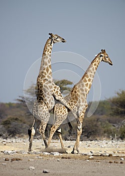 Giraffe mating photo