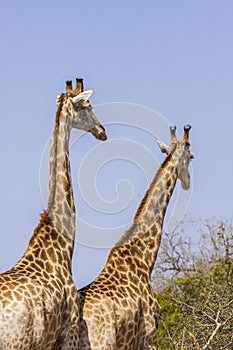 Giraffe mating in kruger park