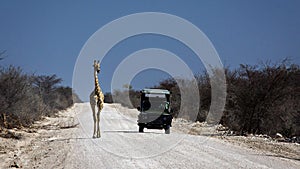 Giraffe meets Landrover on African gravel road photo