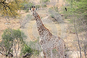 Giraffe in the middle of the bushes