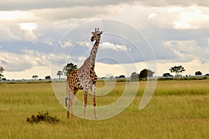 Giraffe in Mikumi National Park in Tanzania