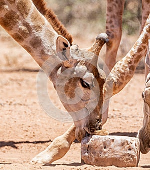 Giraffe At Mineral Block