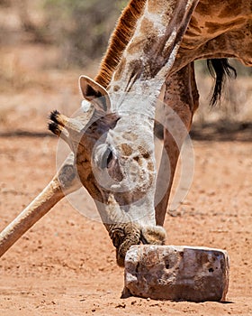 Giraffe At Mineral Block