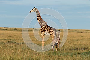 Giraffe mom and her baby in the african savannah.