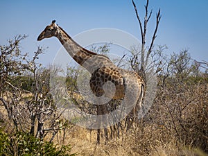 Giraffe in the Moremi Game Reserve in Botswana, Africa