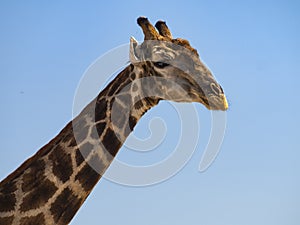 Giraffe in the Moremi Game Reserve in Botswana, Africa