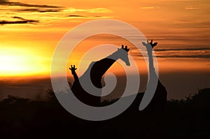 Giraffe at morning pasture