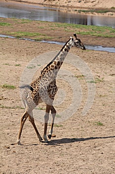 Giraffe ,most beautfully creature which attracts most tourist at ruaha national park