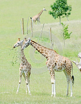 Giraffe mother and baby