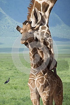 Giraffe mother and baby bath time in Africa