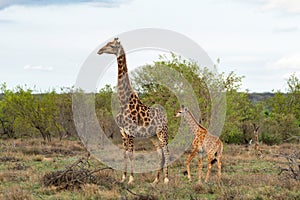 Giraffe mother and baby in the Waterberg Region
