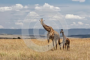 Giraffe mother with calf standing on the plains of the Masai Mara National Reserve