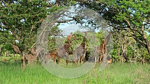 Giraffe mother caring and spending time with her babies in Safari In , Africa.