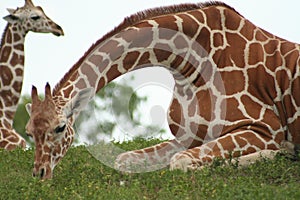 Giraffe Mother and Child