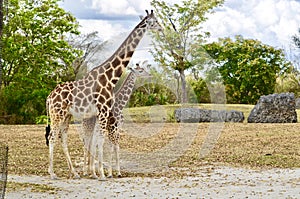 Giraffe Mother and Her Calf