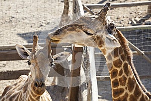 Giraffe mother licking her child horn