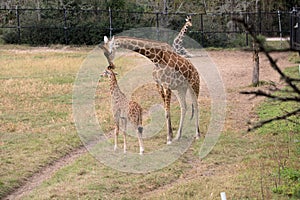 A Giraffe mother and offspring