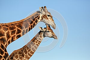 Giraffe mother and offspring in South Africa