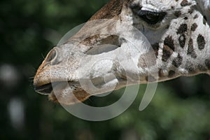 Giraffe mouth