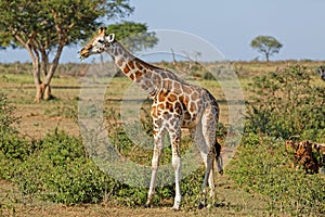Giraffe at Murchison Falls Uganda