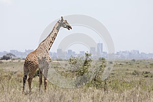 Giraffe with Nairobi in background photo