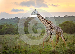 Giraffe in Nairobi city the capital of Kenya