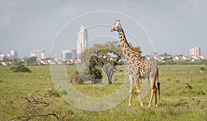 Giraffe in Nairobi city the capital of Kenya photo