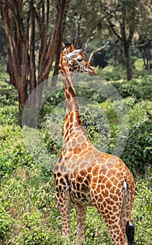 Giraffe In Nairobi Kenya