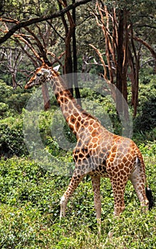 Giraffe In Nairobi Kenya