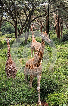 Giraffe In Nairobi Kenya