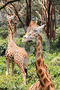 Giraffe In Nairobi Kenya