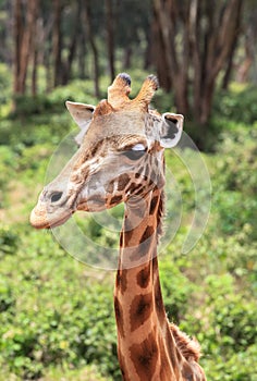 Giraffe In Nairobi Kenya