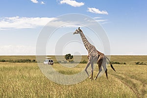 Žirafa v keňa 