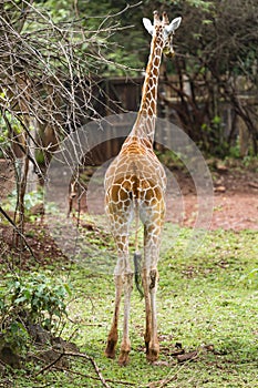 Giraffe in Nairobi National Park, Kenya