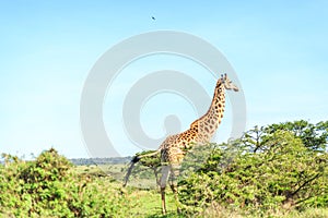 Giraffe in Nairobi National Park, Kenya