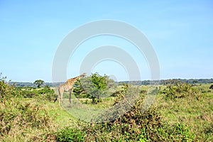 Giraffe in Nairobi National Park, Kenya