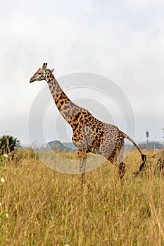 Giraffe at Nairobi National Park, Kenya Africa