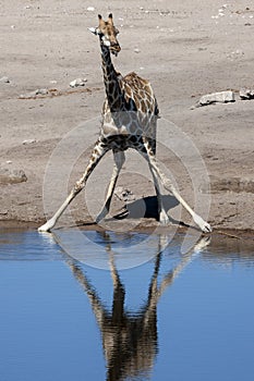 Giraffe - Namibia - Africa